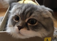 ふわ